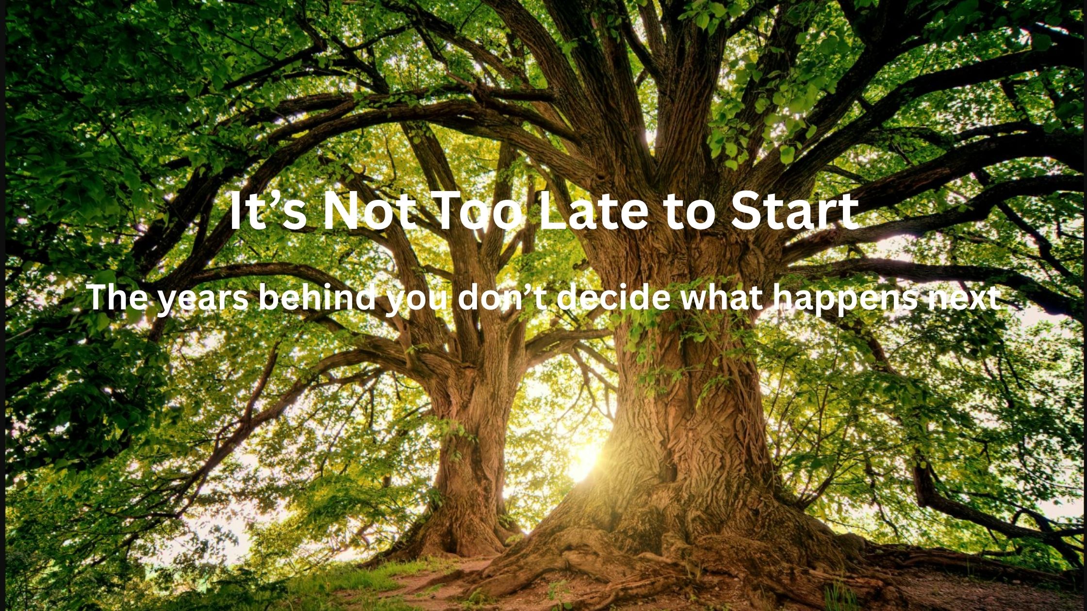 Large mature tree representing that it is never too late to start building an online business